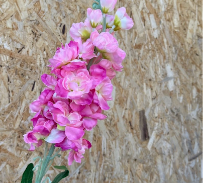 product-photo