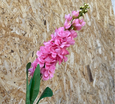 product-photo